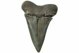 Fossil Broad-Toothed Mako Tooth - South Carolina #214486-1